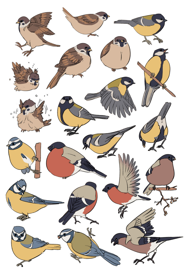 round birbs