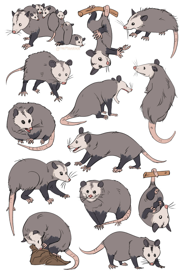opossums