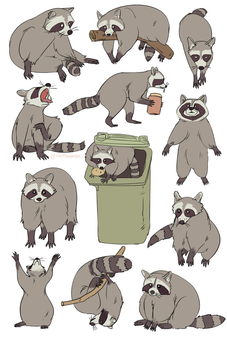 raccoons