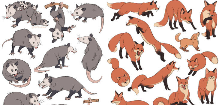 animals