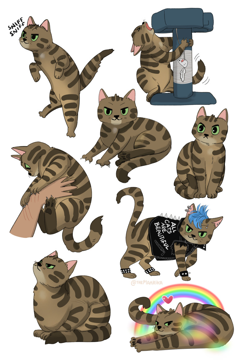 Several cartoony drawings of a cat named Salsa in different poses.